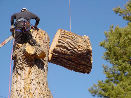 Bellevue Tree Removal Cost Guide 2026
