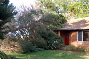 How to Prepare and Repair Your Trees After a Storm