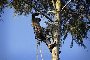 Importance of Tree Removal Service – Seattle Tree Removal