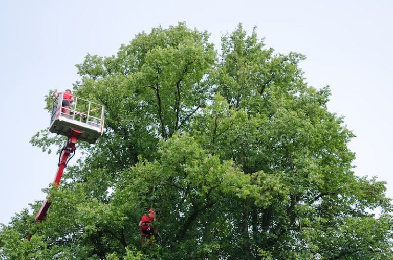 Tree Removal Services in Bellevue, WA: What Homeowners Need to Know