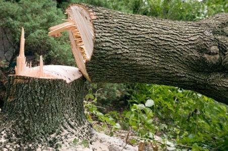 Tree Removal Permits in Bellevue, WA: When You Need One and How the Process Works