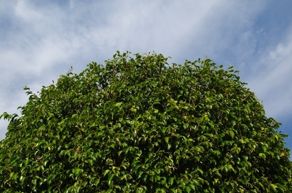 Tree Trimming & Other Tree Care Tips For Seattle